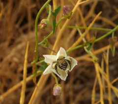 Calystegia longipes