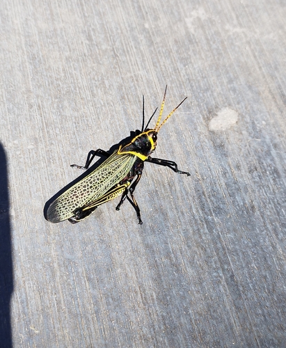 Horse Lubber Grasshopper photo 4