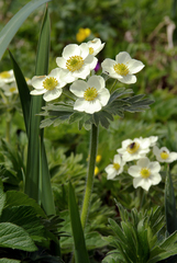 Anemonastrum villosissimum
