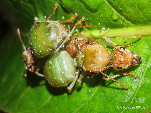 Asian Weaver Ant
