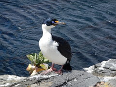 Leucocarbo verrucosus