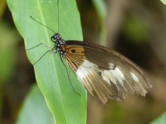Papilio cynorta
