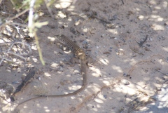 Aspidoscelis tigris tigris