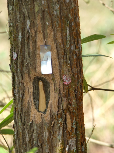 Moquiniastrum polymorphum