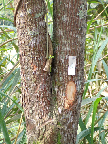 Platypodium elegans