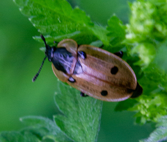 Dendroxena quadrimaculata