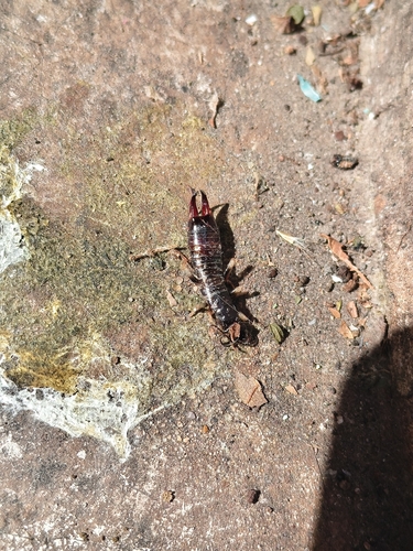 Anisolabella marginalis