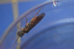 Pamphiliinae