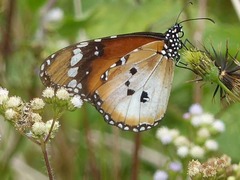 Danaus chrysippus alcippus