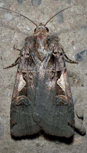 Setaceous Hebrew Character
