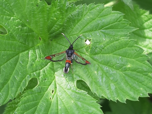 Red-tipped Clearwing Moth, 6911 KM Pannerden, Nederland, photo 7 of 10