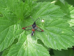 Synanthedon formicaeformis