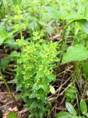 Cruciata glabra krylovii