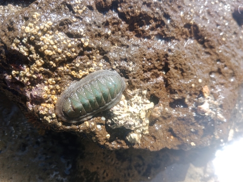 Ischnochiton australis observed 2026-10-07