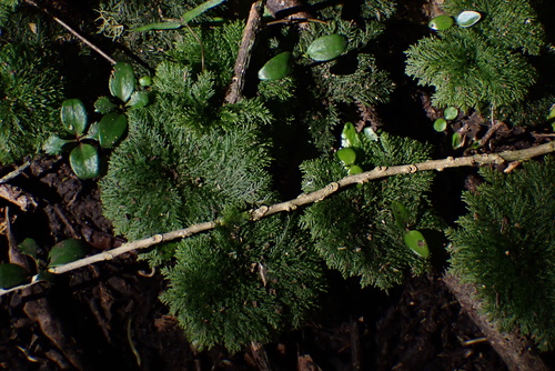 Dendrohypopterygium filiculiforme observed 2026-10-07