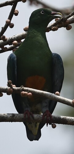Ptilinopus iozonus observed 2026-09-20