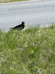 Corvus cornix cornix