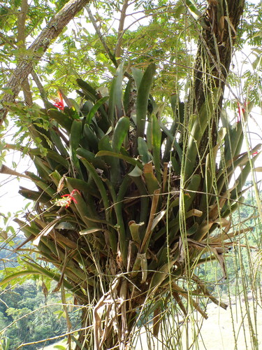 Nakedstem Livingvase