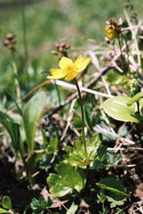 Anemonastrum richardsonii