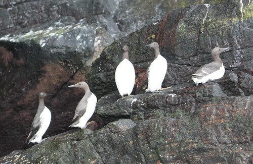 Common Murre
