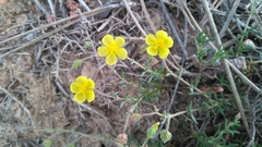 Fumana thymifolia