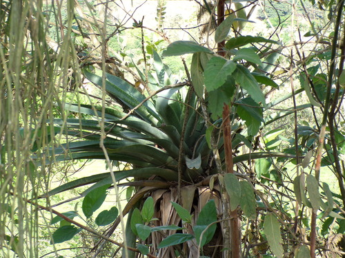 Vriesea gigantea