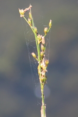 Juncus marginatus