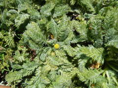 Leptinella plumosa