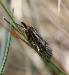 Thisanotia chrysonuchella