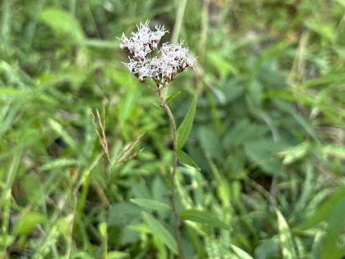 Eupatorium lindleyanum observed 2026-10-07
