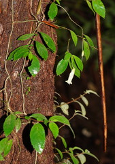 Fieldia australis