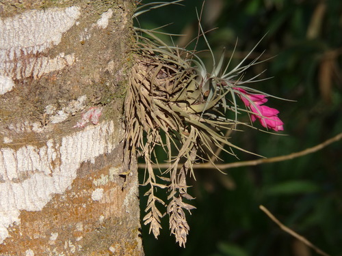 upright airplant