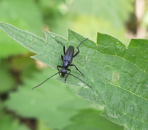 small black longhorn beetle, 6911 Pannerden, Nederland, photo 7 of 10
