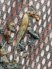 Lissotriton vulgaris