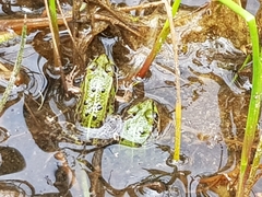 Pelophylax