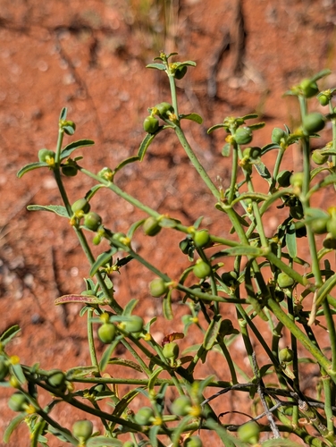 Euphorbia tannensis observed 2026-10-06