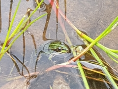 Pelophylax