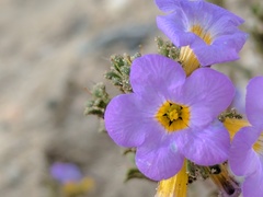 Phacelia bicolor