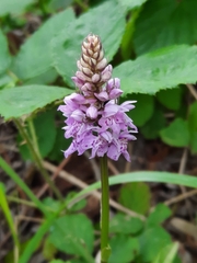 Dactylorhiza maculata