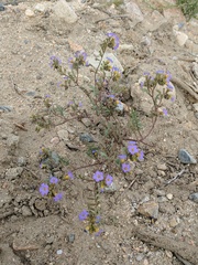 Phacelia bicolor
