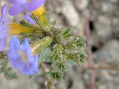Phacelia bicolor