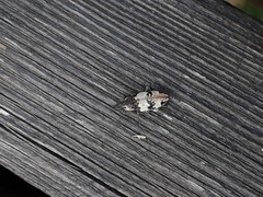 Bothynoderes affinis