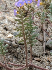 Phacelia bicolor