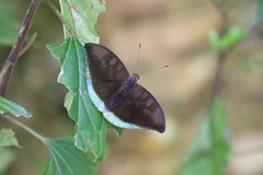 Euthalia telchinia