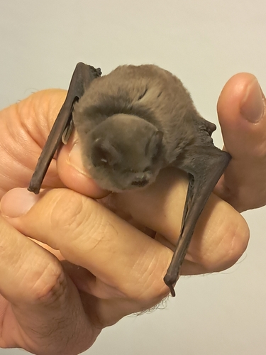 Miniopterus observed 2026-10-06