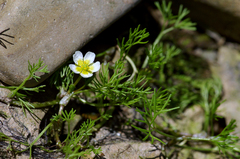 Ranunculus confervoides
