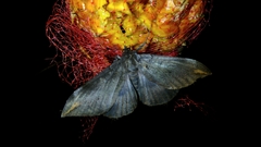 Ischyja ferrifracta