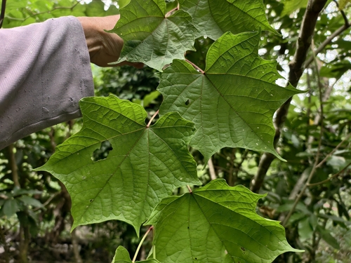 Alangium chinense observed 2026-10-07