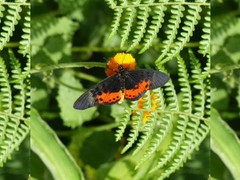 Acraea rogersi