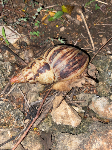 Achatina albopicta, 2026-10-06